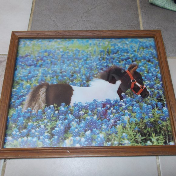 Pony in Bluebonnets print 11"x14" in wood frame! - Picture 2 of 4